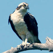 Western Osprey