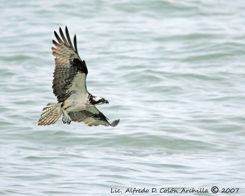 Western Osprey