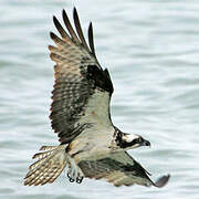 Western Osprey