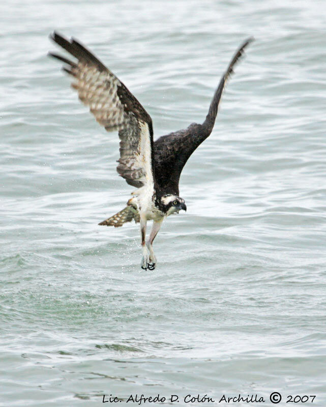 Western Osprey