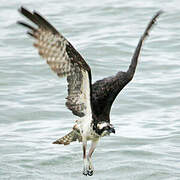 Western Osprey