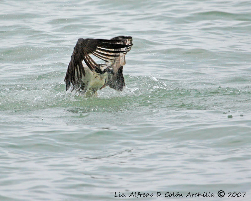 Western Osprey