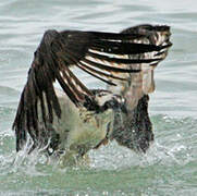 Balbuzard pêcheur