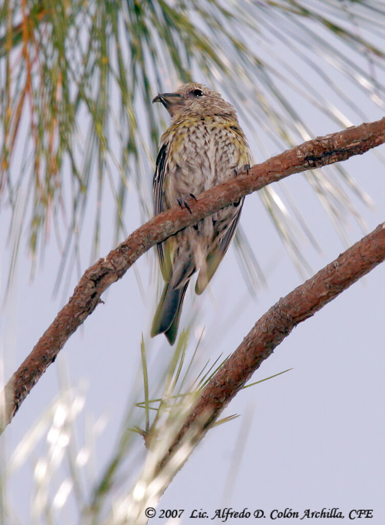 Hispaniolan Crossbill