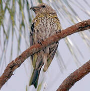 Hispaniolan Crossbill