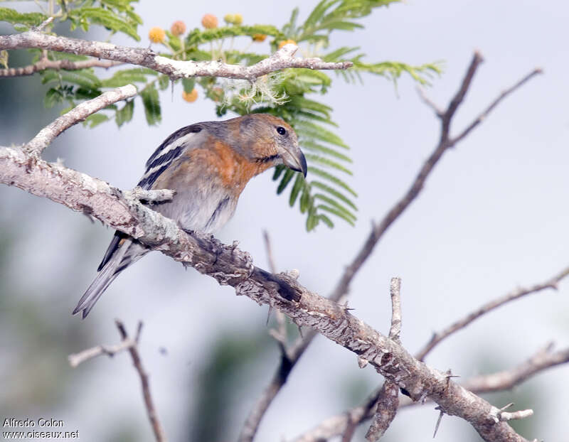 Hispaniolan Crossbill male, identification