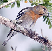 Hispaniolan Crossbill