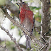 Hispaniolan Crossbill