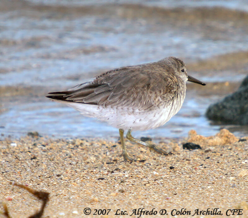 Red Knot