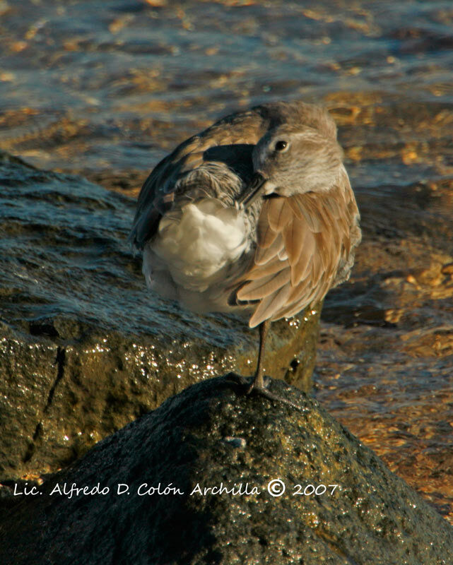 Red Knot