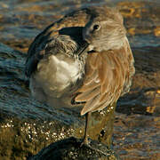 Red Knot