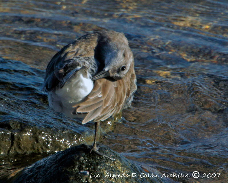 Red Knot