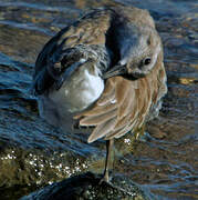 Red Knot