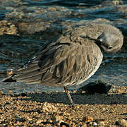 Red Knot