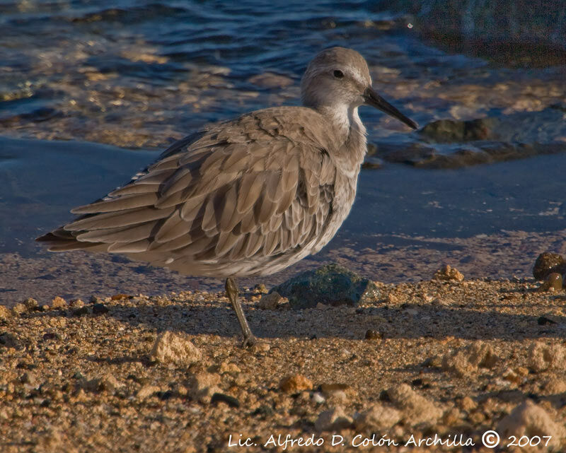 Red Knot