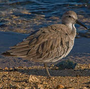 Red Knot