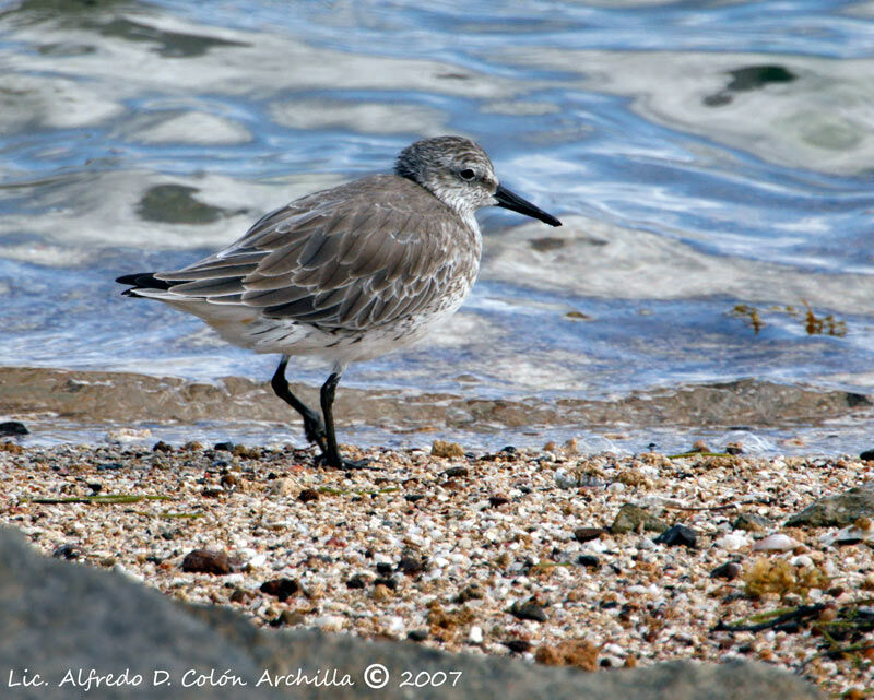 Red Knot