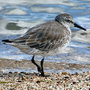 Red Knot