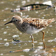 Least Sandpiper