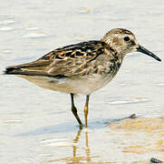 Least Sandpiper