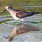 Least Sandpiper