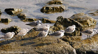 Bécasseau sanderling