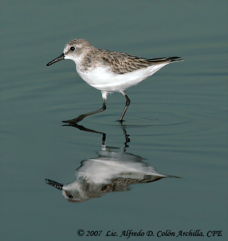 Sanderling