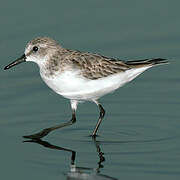 Bécasseau sanderling