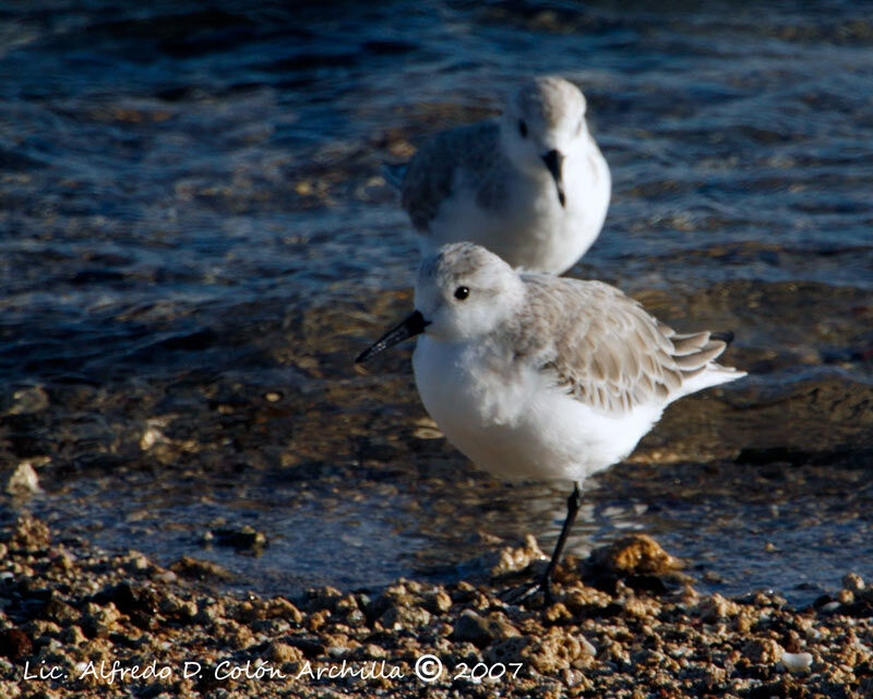 Bécasseau sanderling