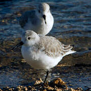 Bécasseau sanderling