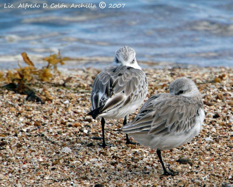 Bécasseau sanderling