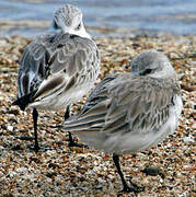 Bécasseau sanderling