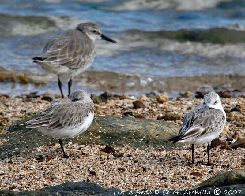 Bécasseau sanderling