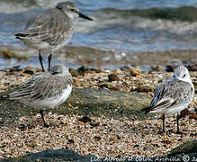 Bécasseau sanderling