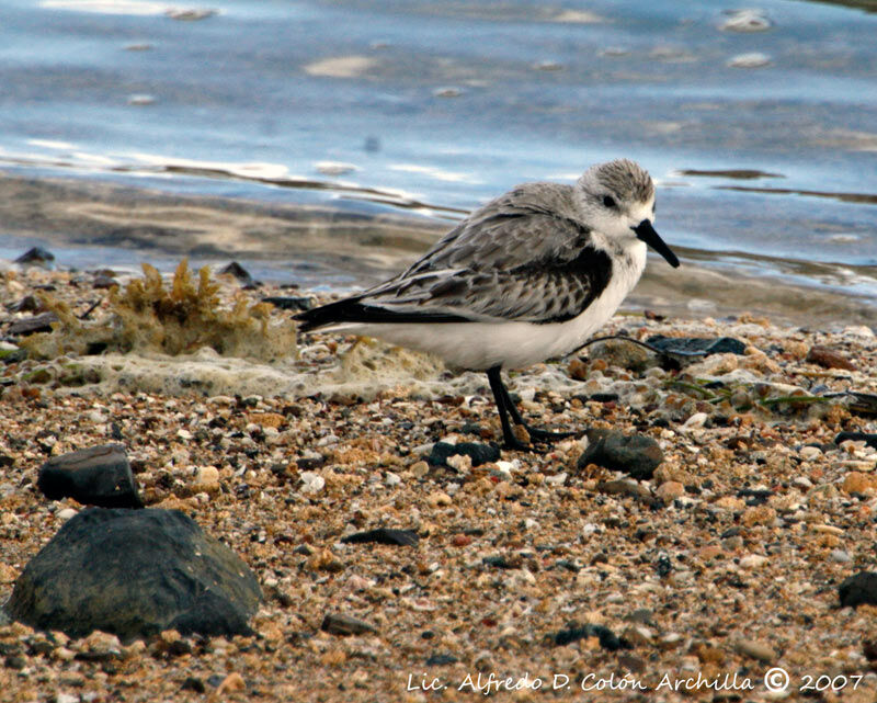 Bécasseau sanderling