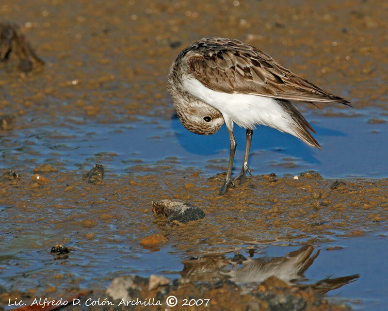 Semipalmated Sandpiper