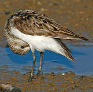 Semipalmated Sandpiper