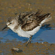 Semipalmated Sandpiper