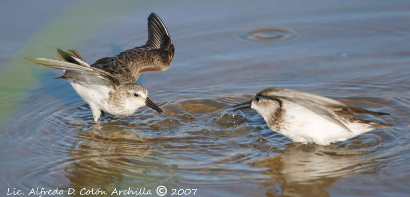 Semipalmated Sandpiper