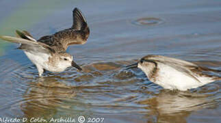 Semipalmated Sandpiper