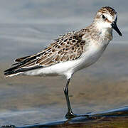 Semipalmated Sandpiper