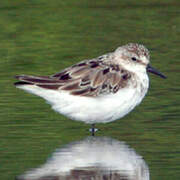 Semipalmated Sandpiper