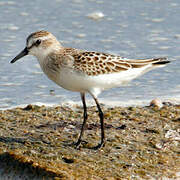 Semipalmated Sandpiper