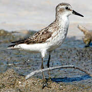 Semipalmated Sandpiper