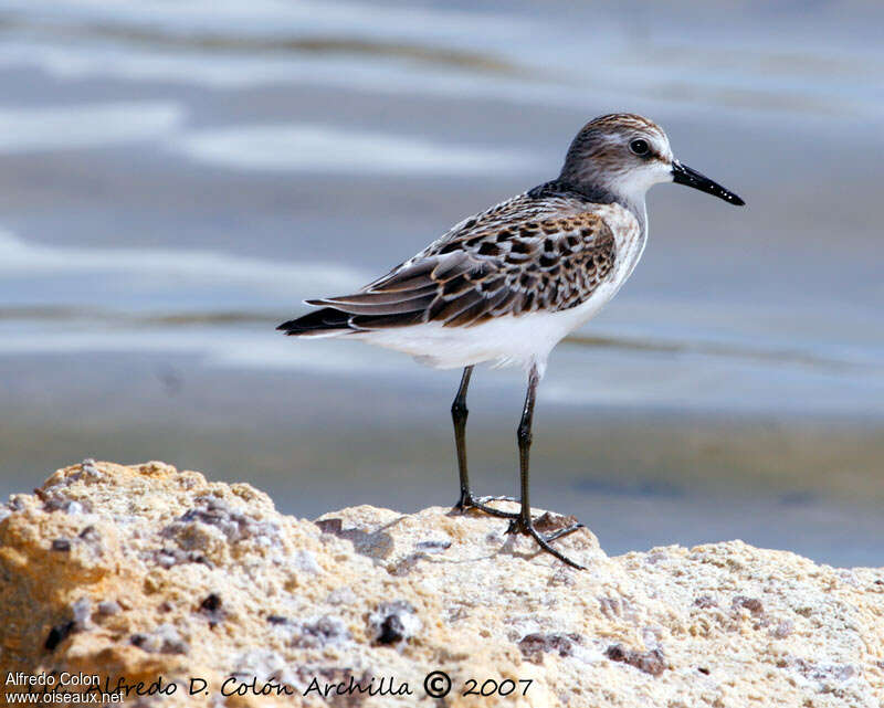 Semipalmated Sandpiperadult, identification