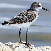 Semipalmated Sandpiper