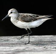 Semipalmated Sandpiper