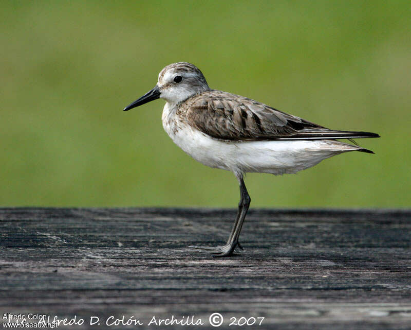 Semipalmated Sandpiperadult transition, identification