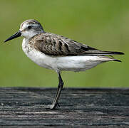 Semipalmated Sandpiper