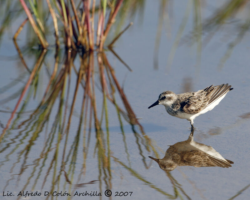 Semipalmated Sandpiper